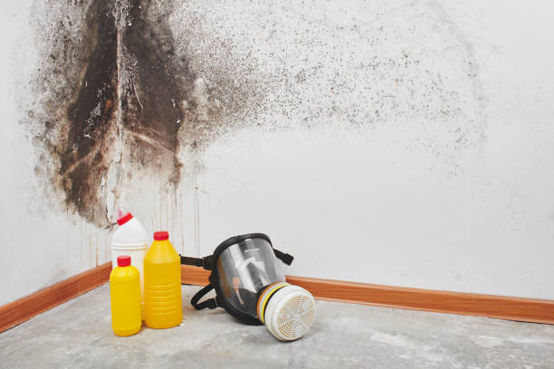 Best Office Mold Removal Services  in Brillion, WI