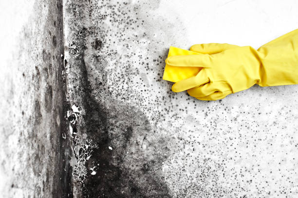 Best Residential Mold Removal  in Brillion, WI