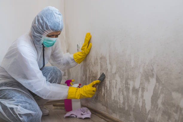 Certified Mold Removal in Brillion, WI
