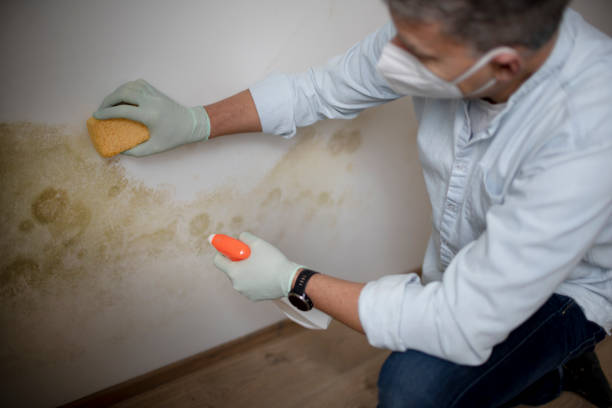 Best Black Mold Removal  in Brillion, WI