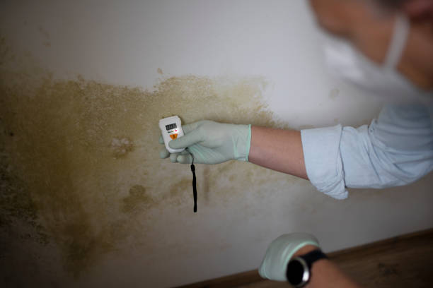 Professional Mold Removal in Brillion, WI
