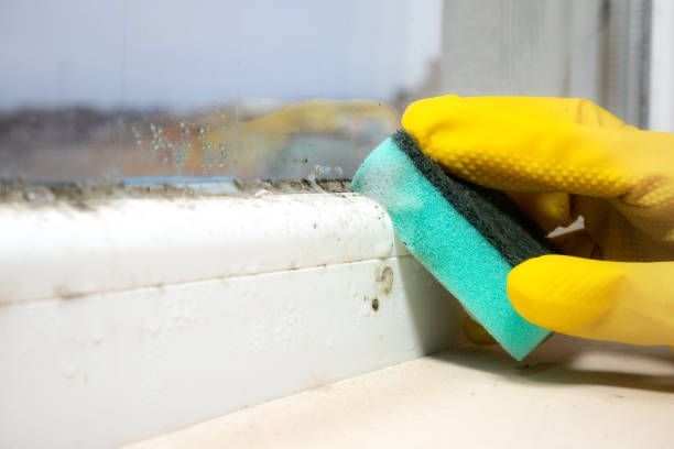 Best Home Mold Removal  in Brillion, WI