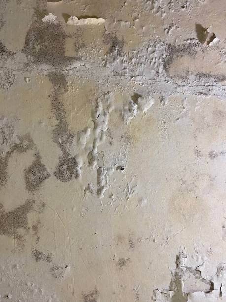Best Professional Mold Removal  in Brillion, WI