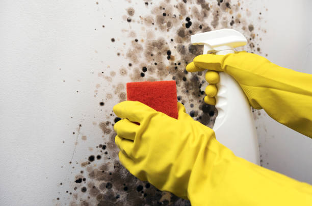 Mold Testing and Removal in Brillion, WI