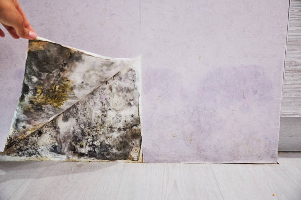 Best Crawl Space Mold Removal  in Brillion, WI